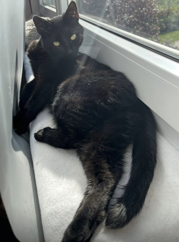 Kitty möchte nicht ins Tierheim