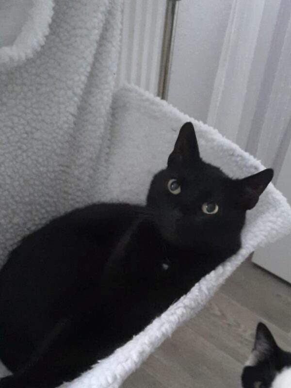 Kitty möchte nicht ins Tierheim