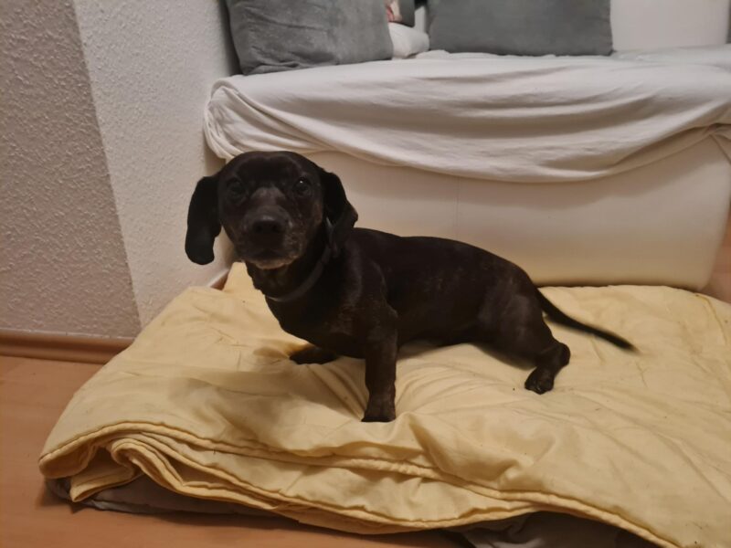 Bella möchte nicht ins Tierheim