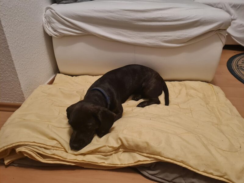Bella möchte nicht ins Tierheim