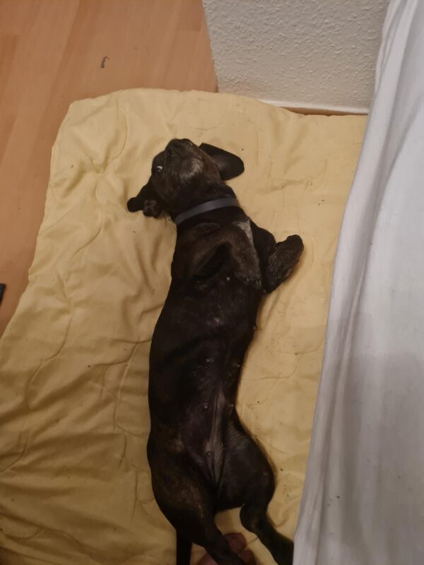 Bella möchte nicht ins Tierheim