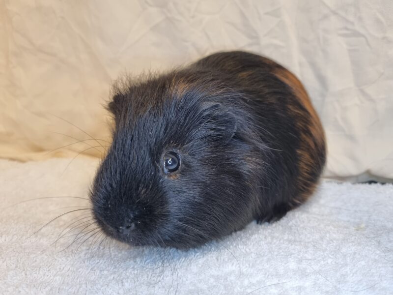 Blacky