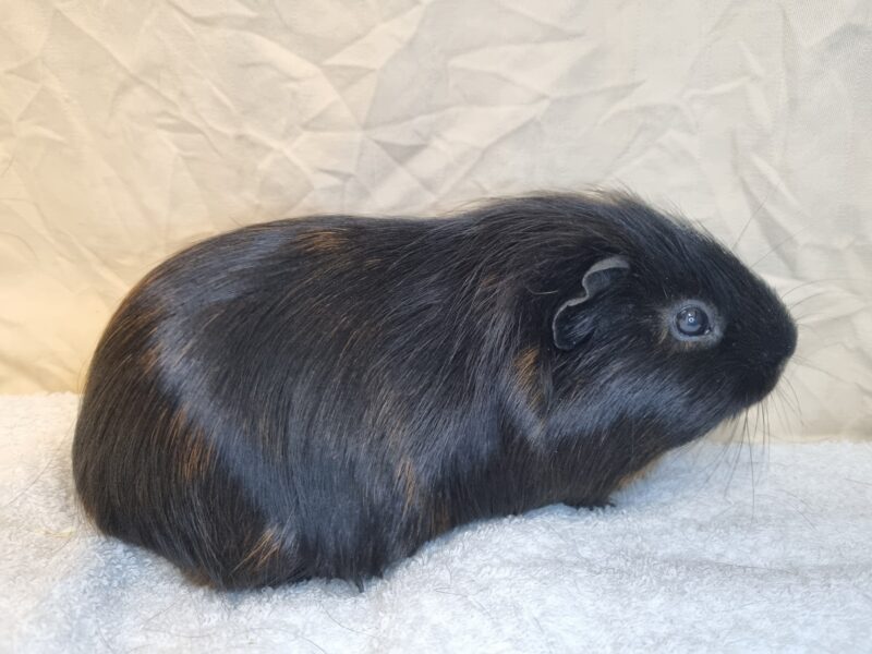 Blacky