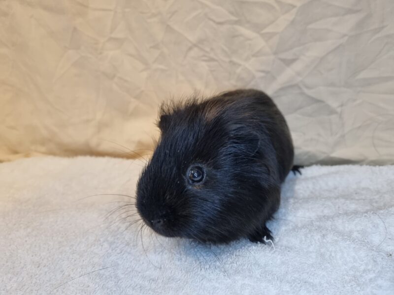 Blacky