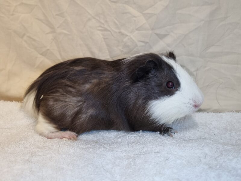Peanut