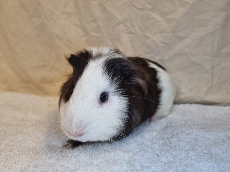 Peanut