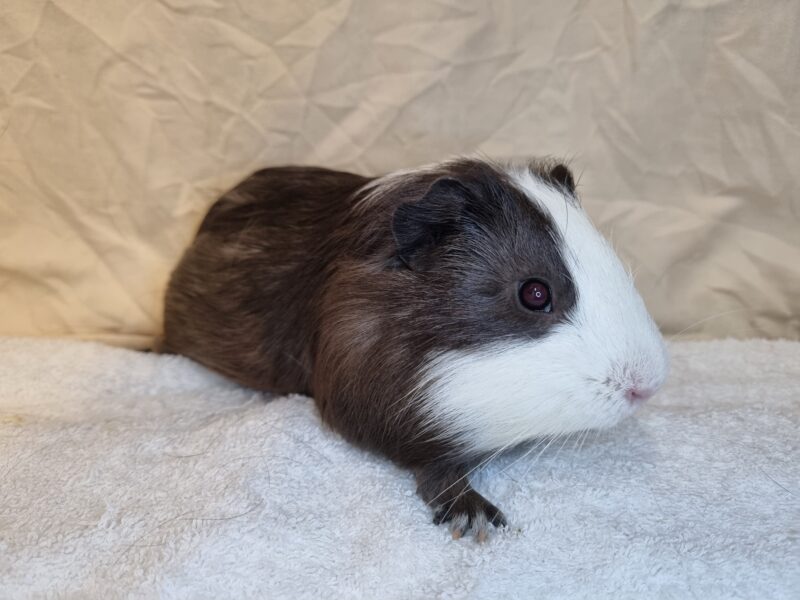 Peanut