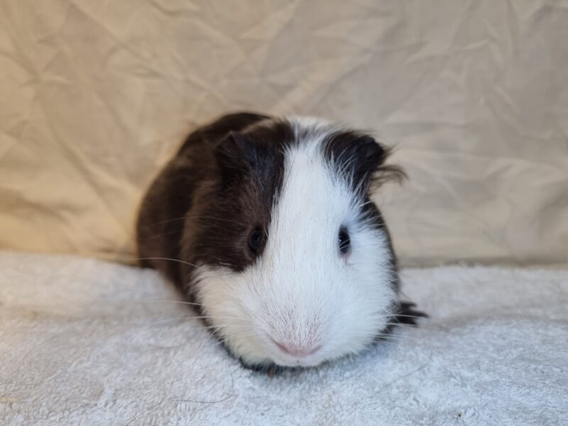 Peanut