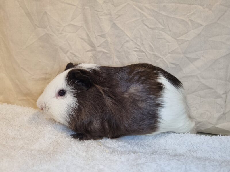 Peanut