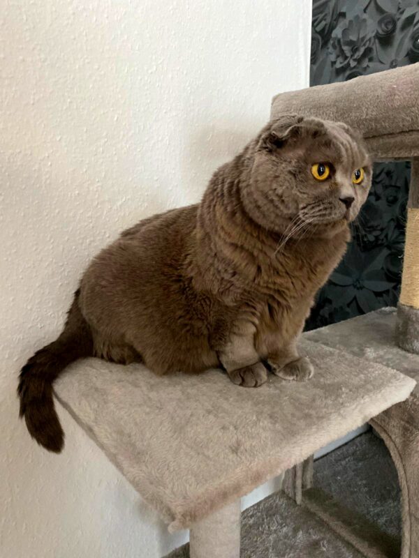 Lille möchte nicht ins Tierheim