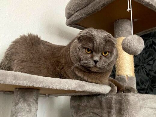 Lille möchte nicht ins Tierheim