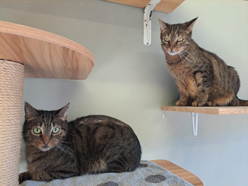 Ace und Luffy Ace und Luffy