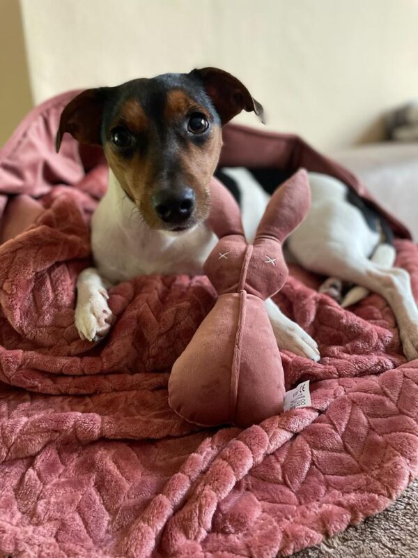 Abby möchte nicht ins Tierheim Abby möchte nicht ins Tierheim