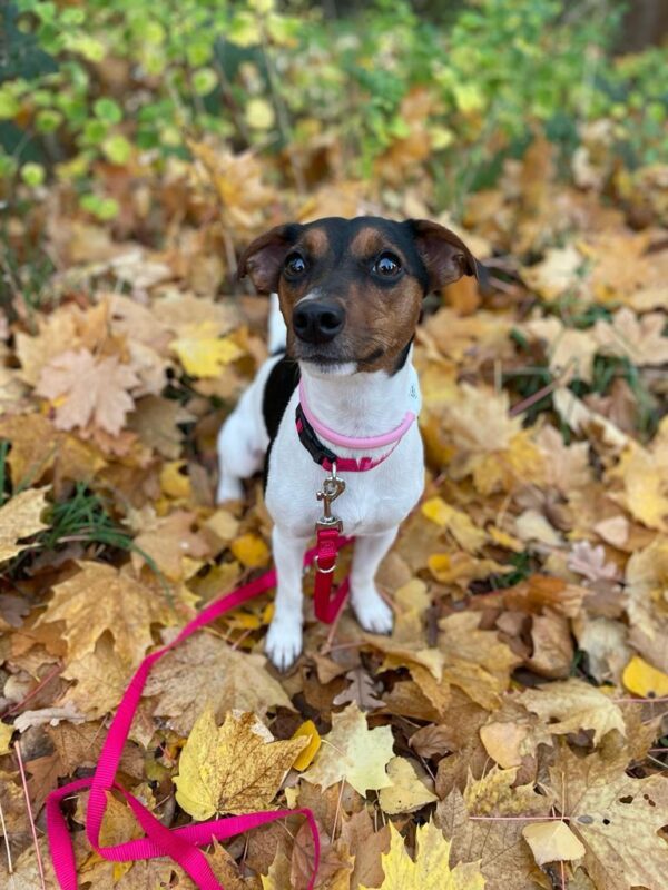 Abby möchte nicht ins Tierheim Abby möchte nicht ins Tierheim