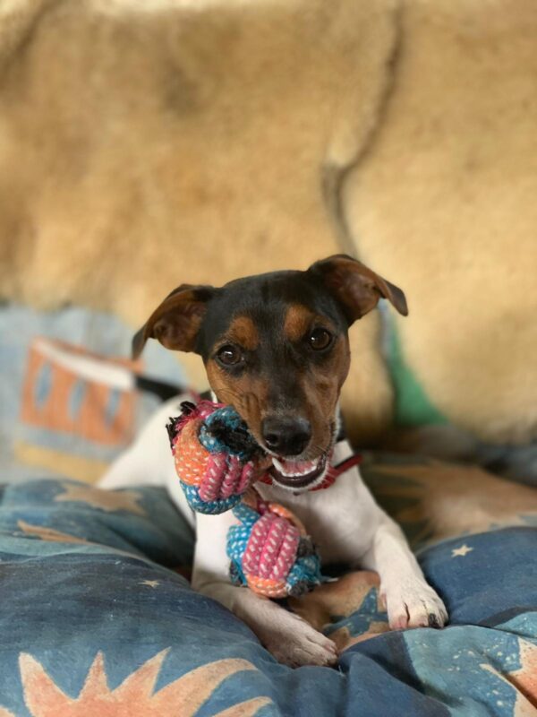 Abby möchte nicht ins Tierheim Abby möchte nicht ins Tierheim