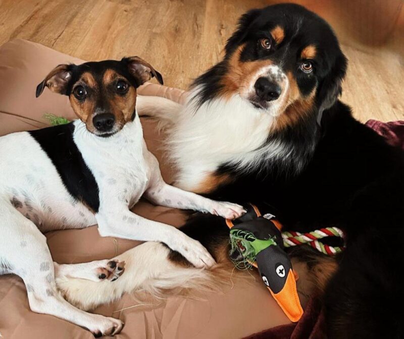 Abby möchte nicht ins Tierheim Abby möchte nicht ins Tierheim