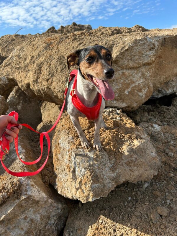 Abby möchte nicht ins Tierheim Abby möchte nicht ins Tierheim