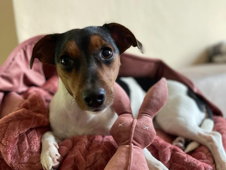 Abby möchte nicht ins Tierheim Abby möchte nicht ins Tierheim