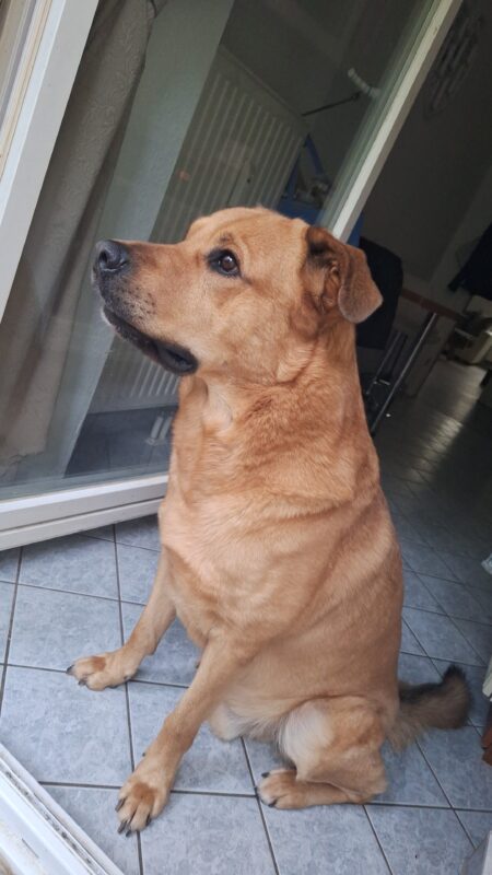 Buddy möchte nicht ins Tierheim