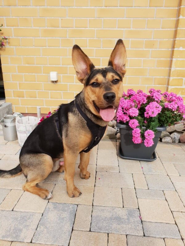 Fennek möchte nicht ins Tierheim