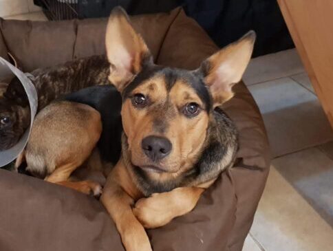 Fennek möchte nicht ins Tierheim