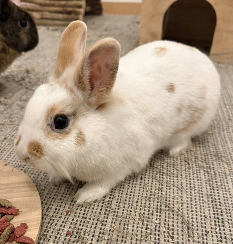 Choc und Cara möchten nicht ins Tierheim Choc und Cara möchten nicht ins Tierheim