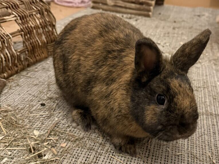 Choc und Cara möchten nicht ins Tierheim Choc und Cara möchten nicht ins Tierheim
