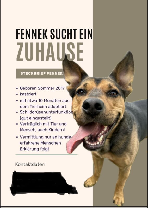 Fennek möchte nicht ins Tierheim