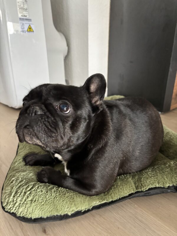 Sophie möchte nicht ins Tierheim