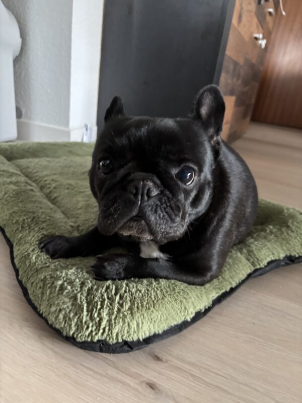 Sophie möchte nicht ins Tierheim