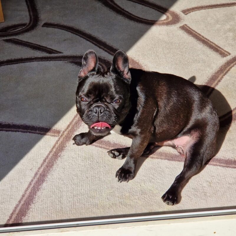 Sophie möchte nicht ins Tierheim