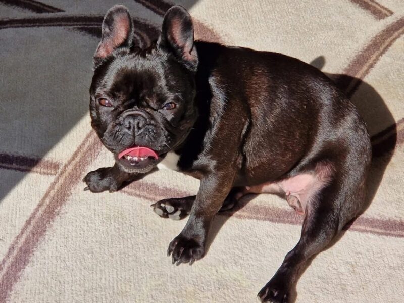 Sophie möchte nicht ins Tierheim Sophie möchte nicht ins Tierheim