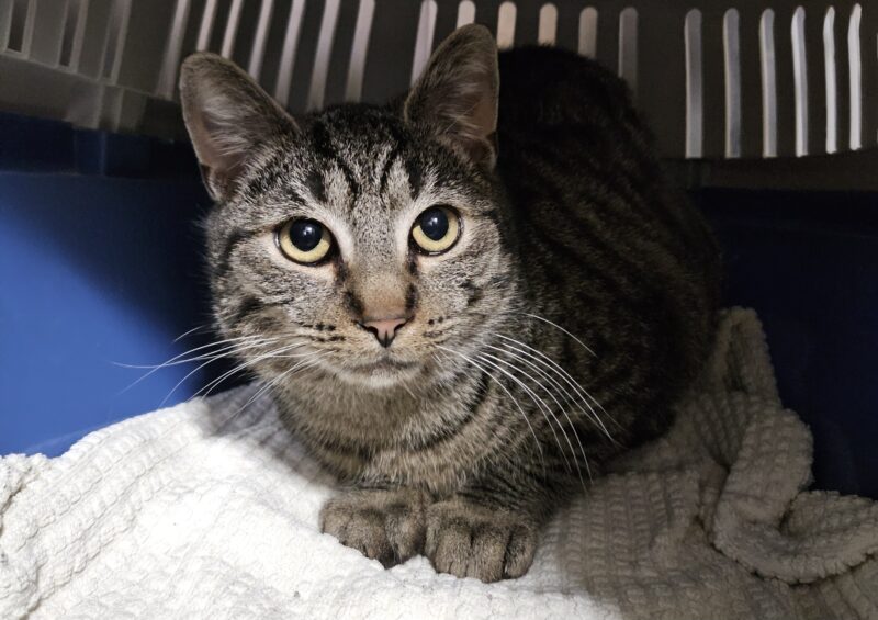 Lowis und Clark Lowis und Clark