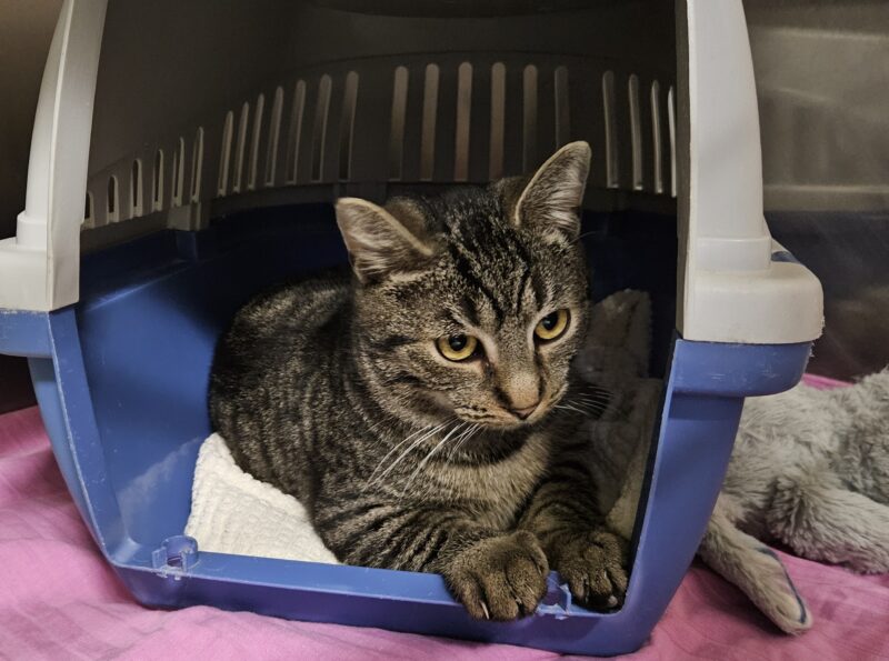 Lowis und Clark Lowis und Clark