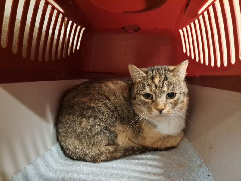 Lowis und Clark Lowis und Clark