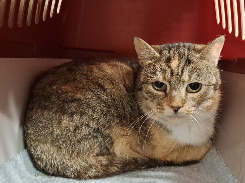 Lowis und Clark Lowis und Clark