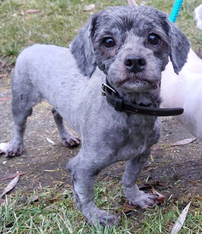 24 kleine Hunde 24 kleine Hunde