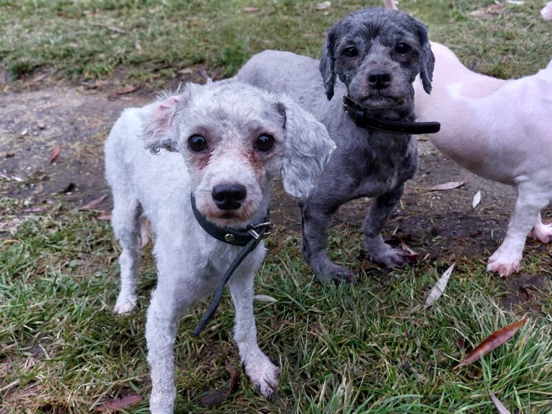 24 kleine Hunde 24 kleine Hunde