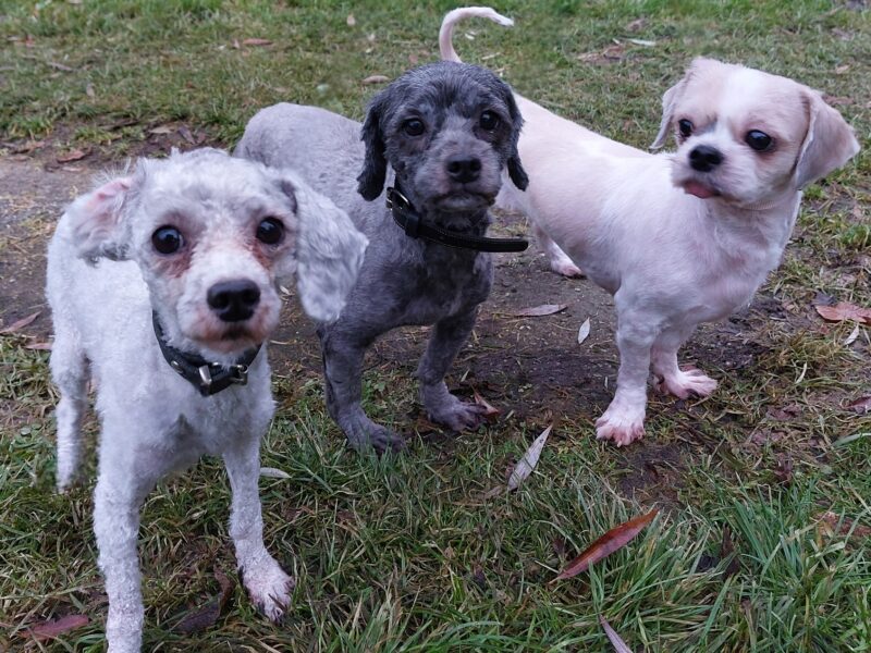 24 kleine Hunde 24 kleine Hunde