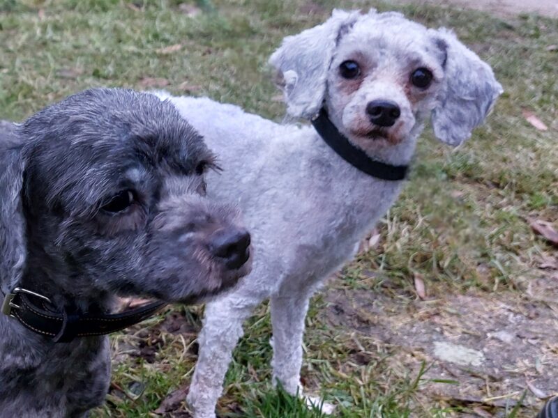 24 kleine Hunde 24 kleine Hunde