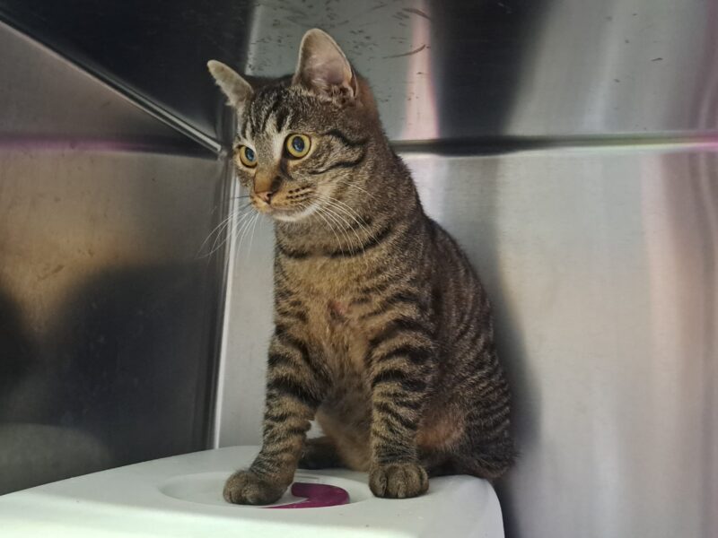 Lowis und Clark Lowis und Clark