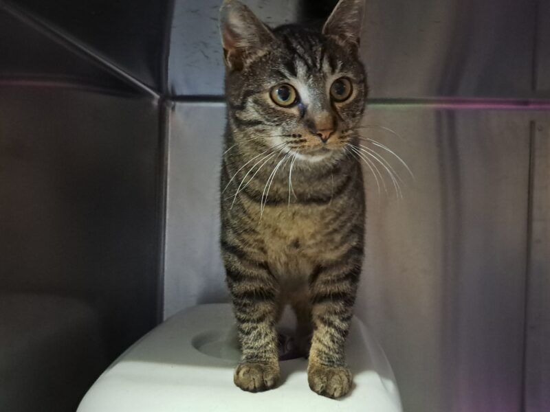 Lowis und Clark Lowis und Clark