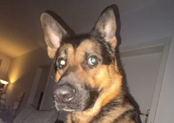 Max möchte nicht ins Tierheim Max möchte nicht ins Tierheim