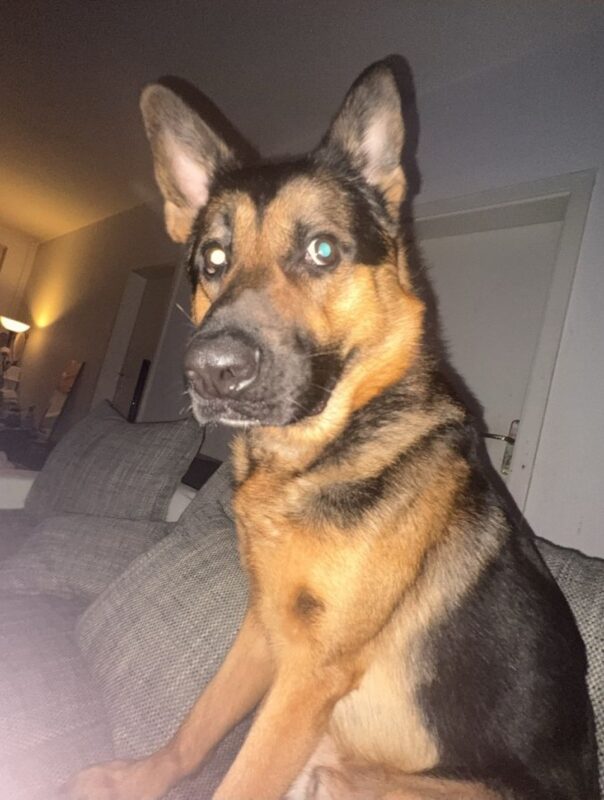 Max möchte nicht ins Tierheim Max möchte nicht ins Tierheim