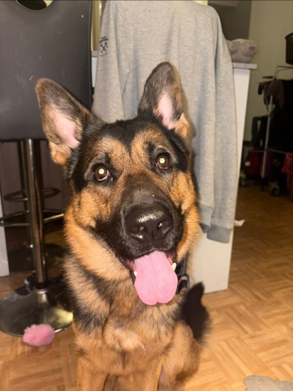 Max möchte nicht ins Tierheim Max möchte nicht ins Tierheim