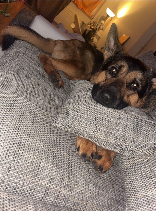 Max möchte nicht ins Tierheim Max möchte nicht ins Tierheim