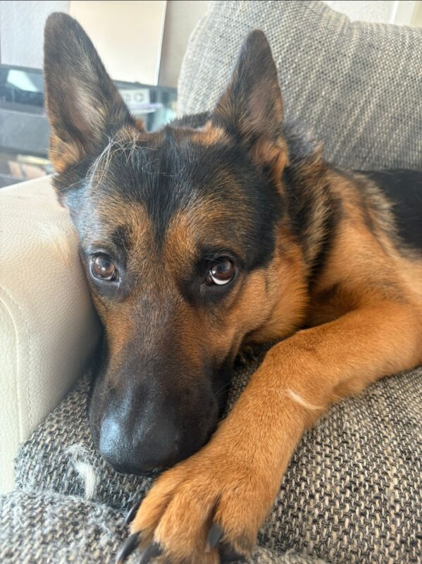 Max möchte nicht ins Tierheim Max möchte nicht ins Tierheim