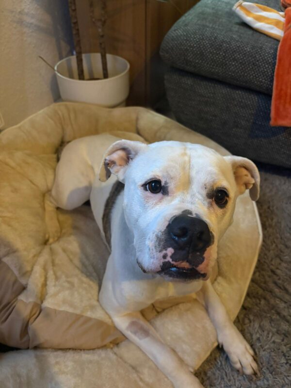 Frigg möchte nicht ins Tierheim Frigg möchte nicht ins Tierheim