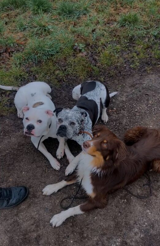 Frigg möchte nicht ins Tierheim Frigg möchte nicht ins Tierheim