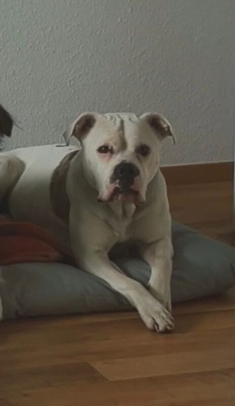 Frigg möchte nicht ins Tierheim Frigg möchte nicht ins Tierheim